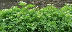 Sweet Cicely