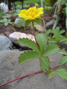 Creeping Cinquefoil