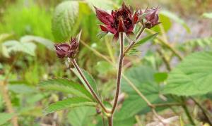 Marsh Cinquefoil