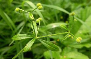 Common Cleavers