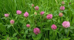 Red Clover