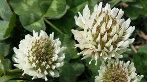 White Clover