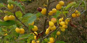 Crab Apple