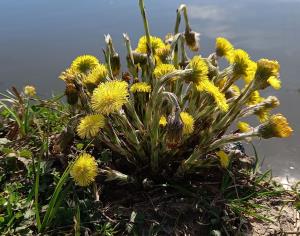 Coltsfoot