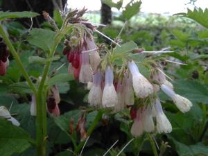 Common Comfrey