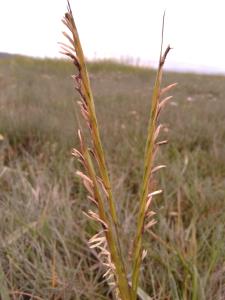 Common Cord-grass