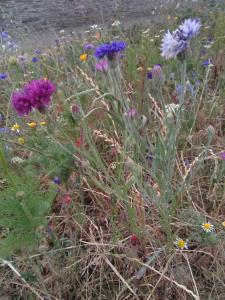 Cornflower