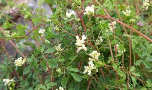 Climbing Corydalis