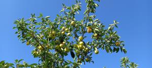 Cultivated Apple