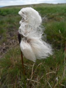 Common Cotton-grass