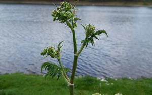 Cow Parsley