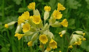 Cowslip