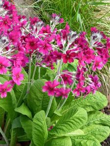 Japanese Cowslip