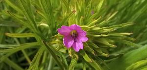 Cut-leaved Cranesbill