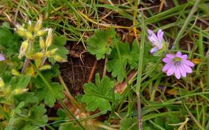 Dovesfoot Cranesbill