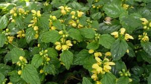 Variegated Yellow Archangel