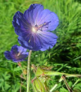 Meadow Cranesbill