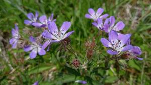 Wood Cranesbill