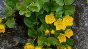 Creeping Jenny