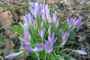 Early Crocus