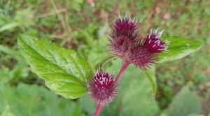 Lesser Burdock