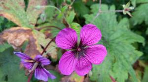 French Cranesbill