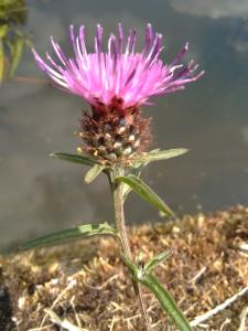 Chalk Knapweed