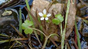 Common Water Crowfoot