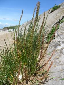 Sea Arrowgrass