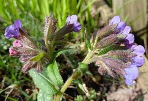 Common Lungwort