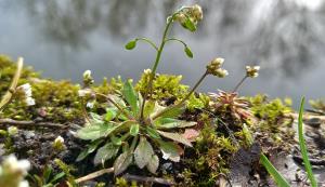 Common Whitlowgrass