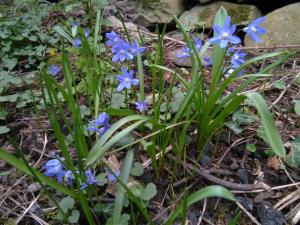 Spring Squill