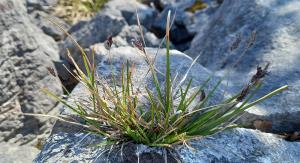 Blue Moor-grass