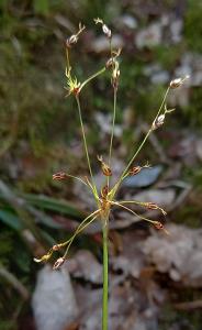 Hairy Woodrush