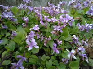 Wood Dog Violet