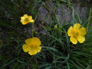 Lesser Spearwort