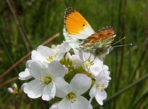 Cuckooflower