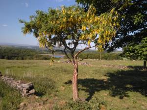 Common Laburnum