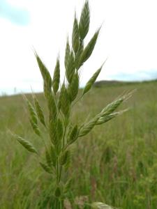 Soft Brome Grass