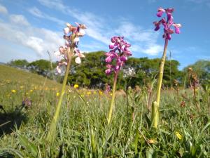 Green-winged Orchid