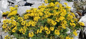 Horseshoe Vetch