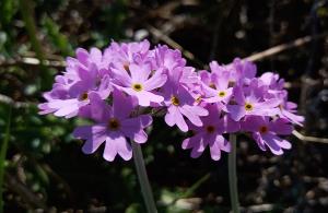 Bird's-eye Primrose