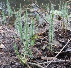 Common Marestail