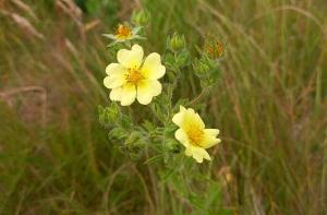 Sulphur Cinquefoil