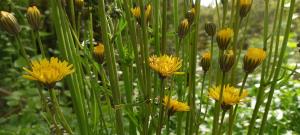 Beaked Hawksbeard