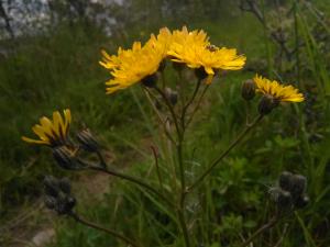 Smooth Hawksbeard