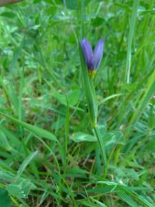 Blue-eyed Grass