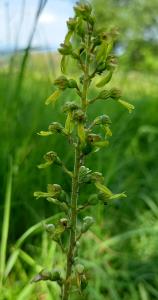 Common Twayblade