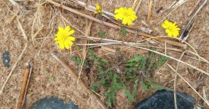 Rough Hawkbit