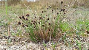 Black Bog-rush